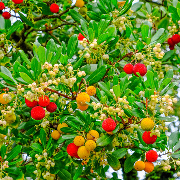 Aardbeiboom Aardbeiboom