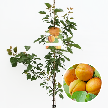Aprikose Tros Oranje Aprikose Tros Oranje