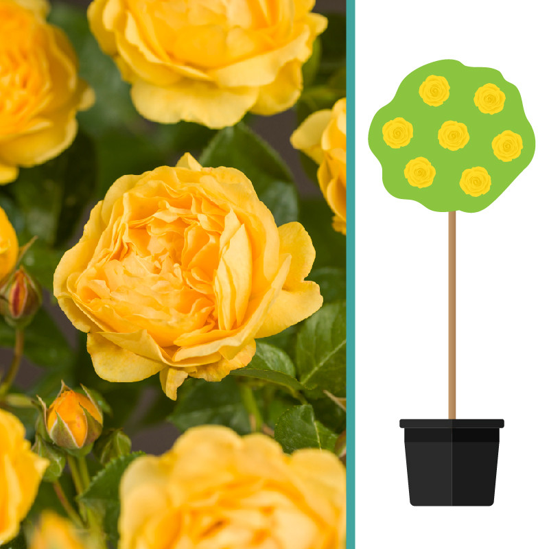 Rosa 'Absolutely Fabulous' op stam