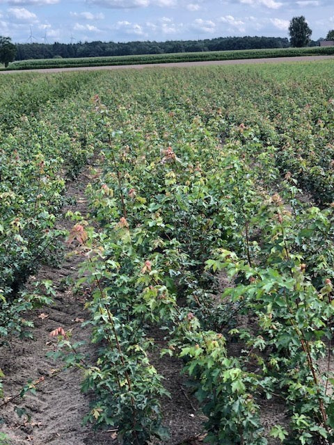 Acer Campestre Haag