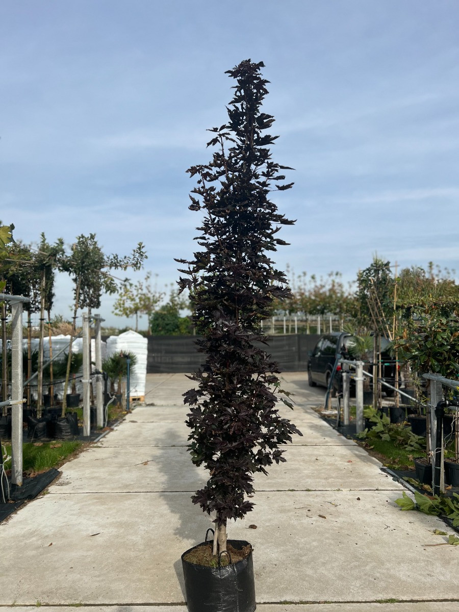 Acer plat. 'Crimson Sentry'
