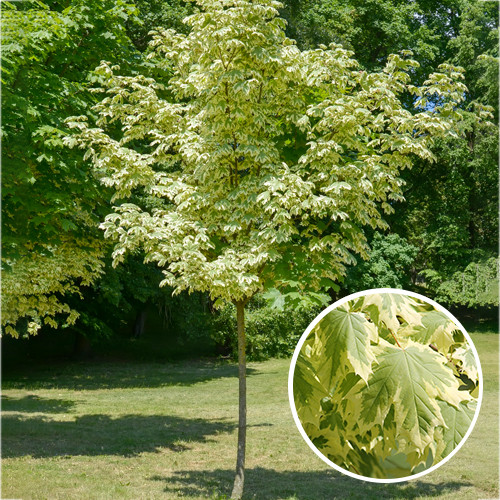 Acer platanoides 'Drummondii'
