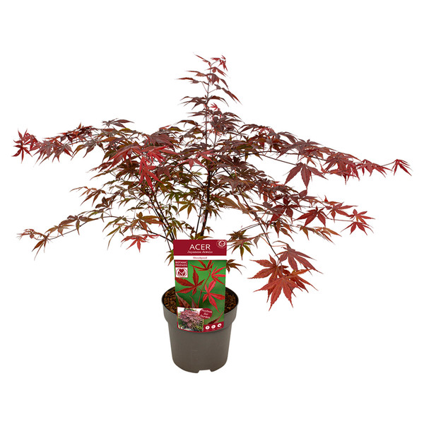 Japanischer Ahorn Bloodgood' | Acer Palmatum