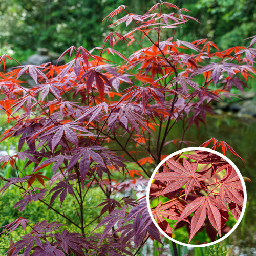 Acer palmatum Atropurpureum