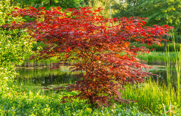 melisse dngen Melissenl kaufen  therisches l in Bio-Qualitt