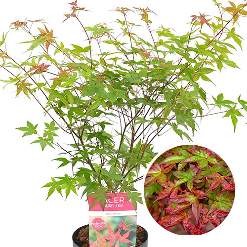 Acer palmatum Beni-Maiko
