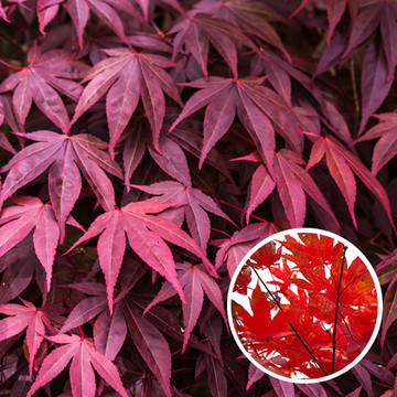 Japanischer Ahorn bloodgood Japanischer Ahorn bloodgood
