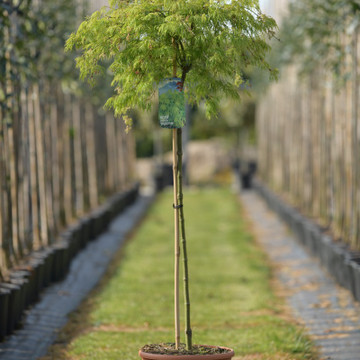 Acer palmatum Dissectum Acer palmatum Dissectum