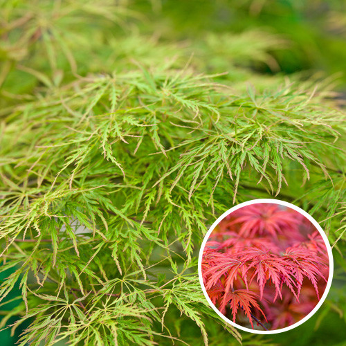 Acer palmatum Dissectum
