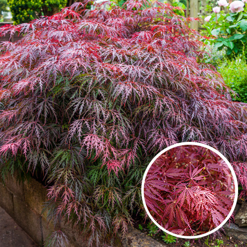 Acer palmatum Garnet