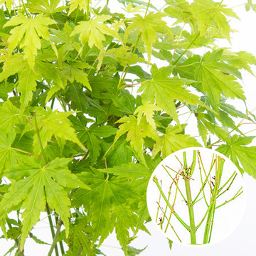 Acer palmatum Going Green Acer palmatum Going Green