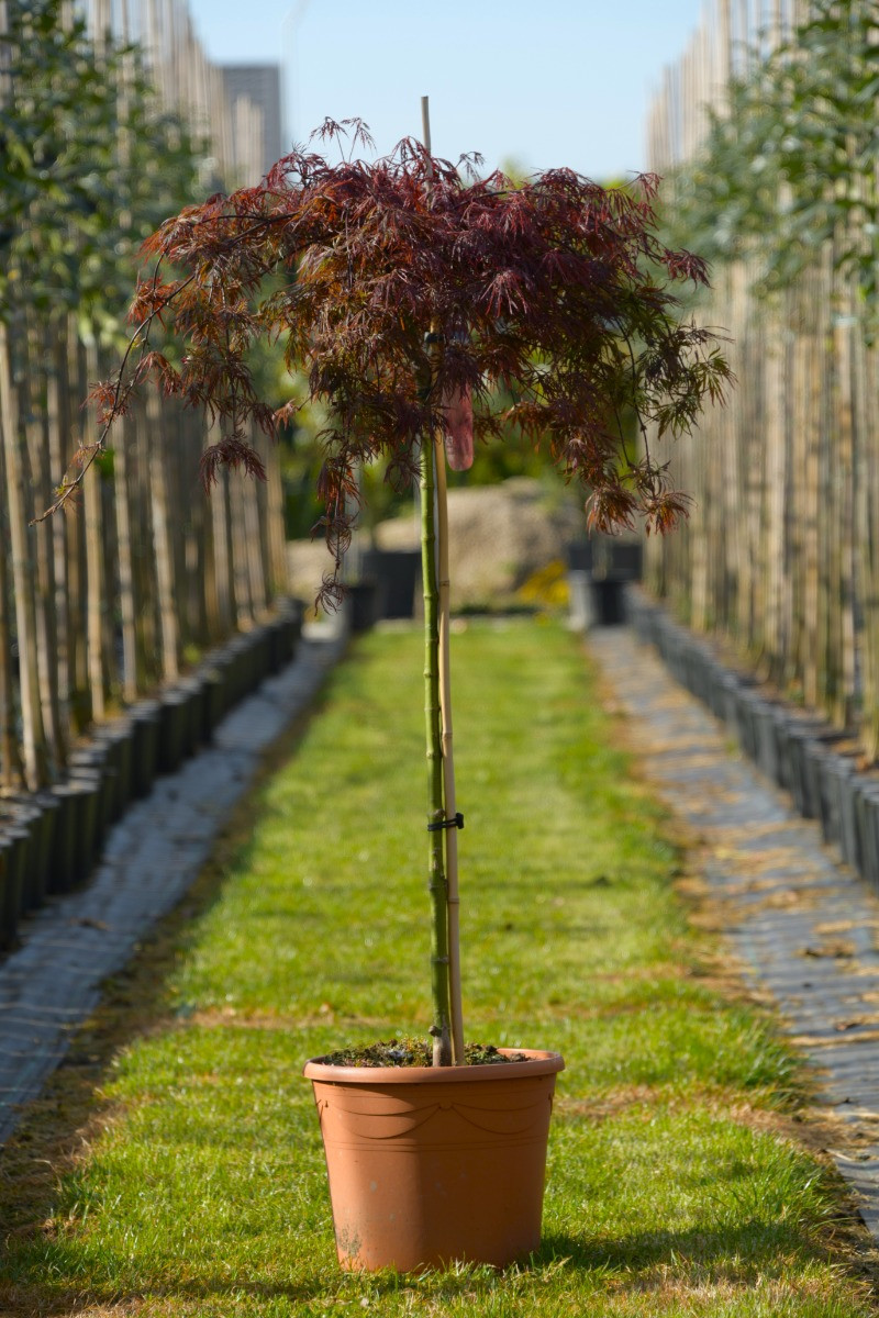 Acer palmatum Inaba-Shidare
