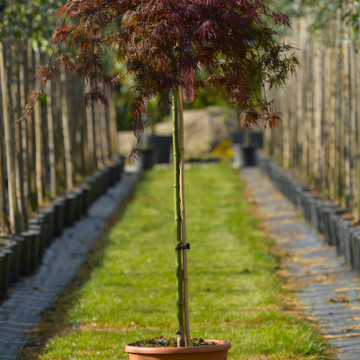 Acer palmatum Inaba-Shidare
 Acer palmatum Inaba-Shidare