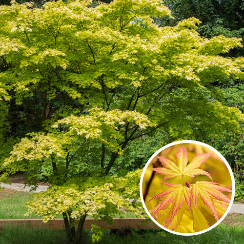 Acer palmatum Orange Dream