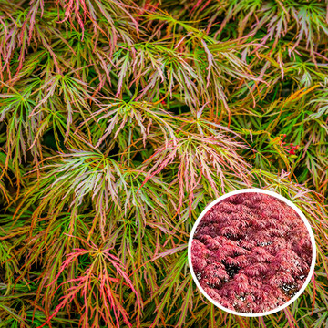 Acer palmatum Ornatum Acer palmatum Ornatum