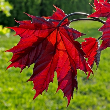 Blad Acer Crimson Sentry in de zon Blad Acer Crimson Sentry in de zon
