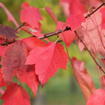 Acer red sunset Acer red sunset