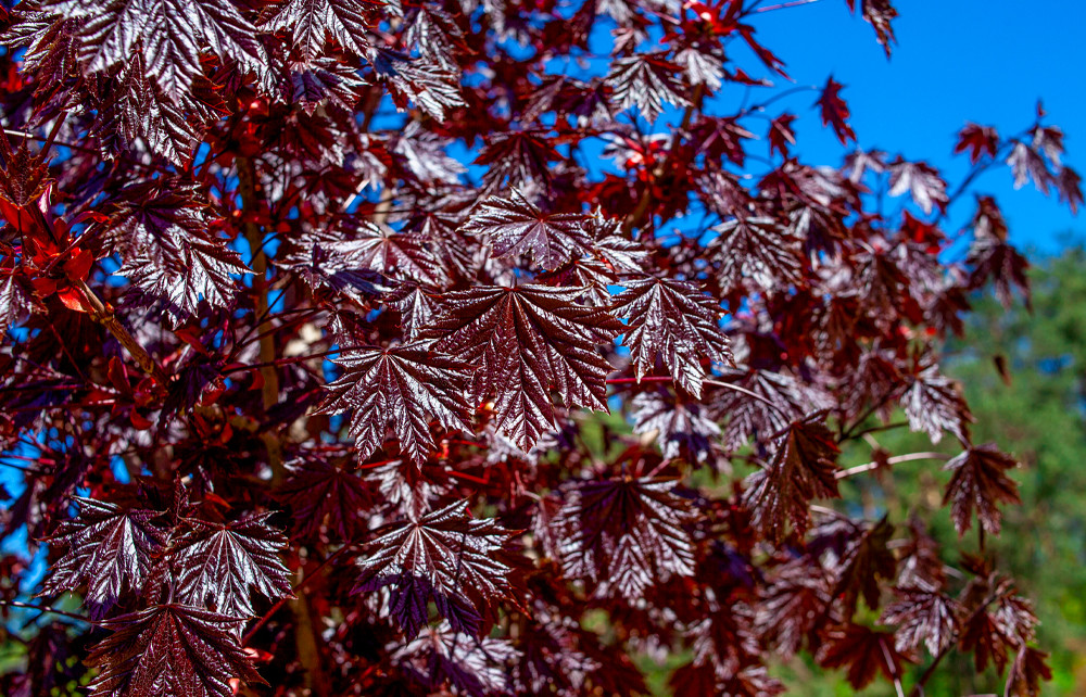 Acer Royal Red 