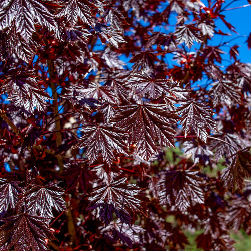 Acer platanoides 'Royal Red'