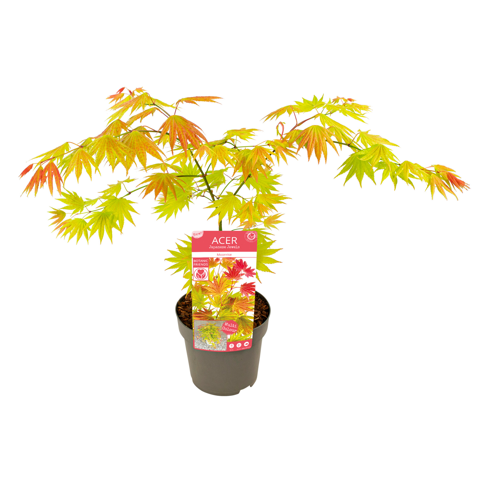 Acer shirasawanum Moonrise