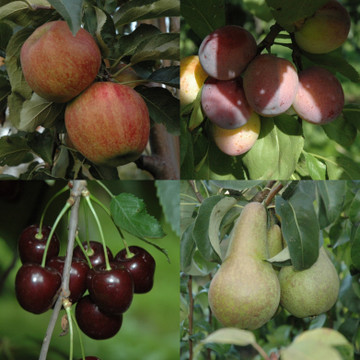 Actie Fruitbomen Actie Fruitbomen