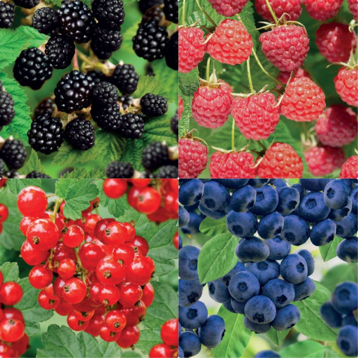 Actie zachtfruit