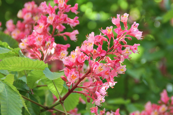 Aesculus carnea 'Briotii'

