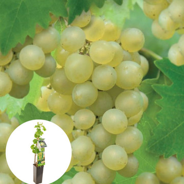 Witte druif Bianca Witte druif Bianca