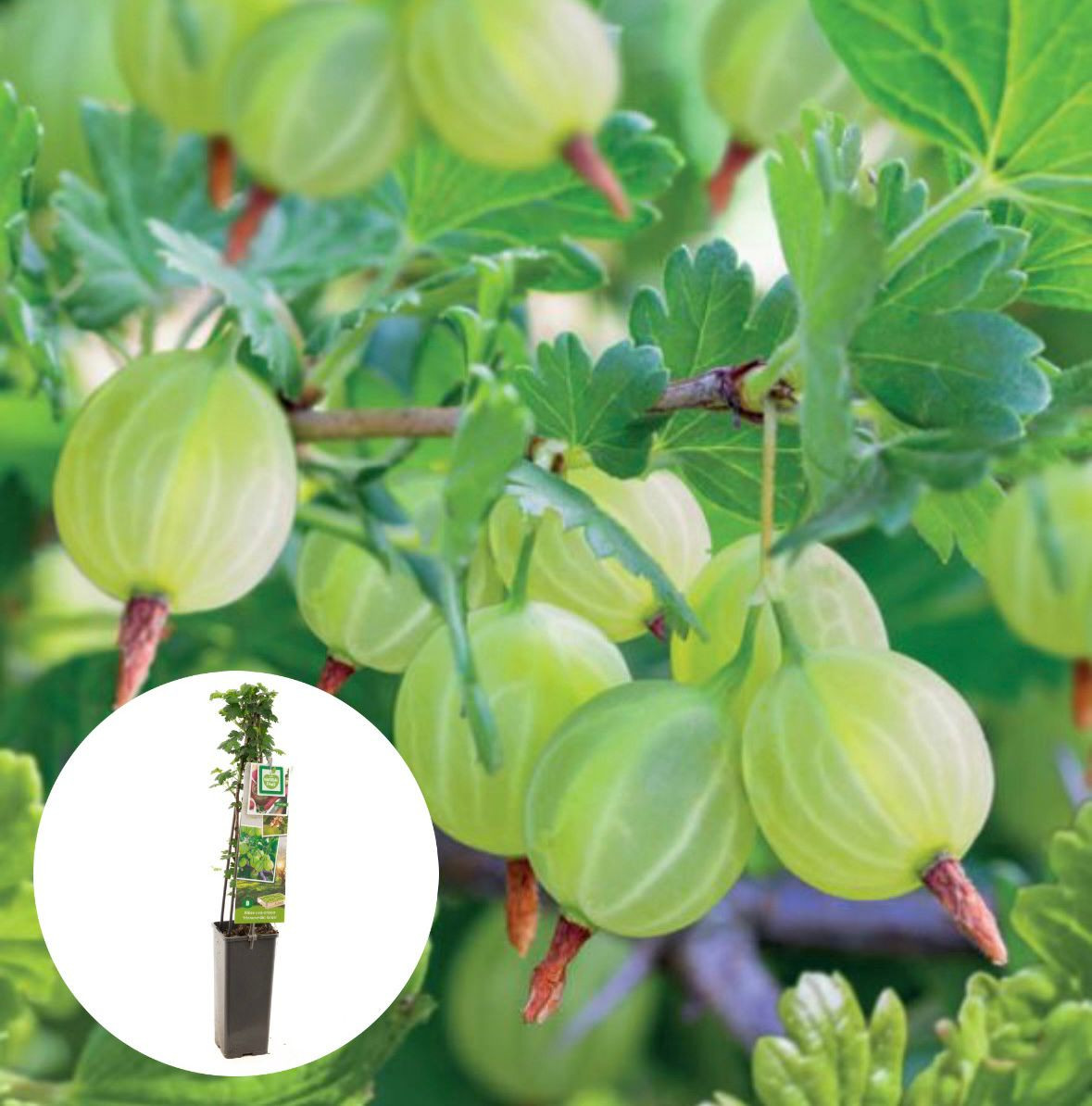 Groene Kruisbes Hinnonmaki 