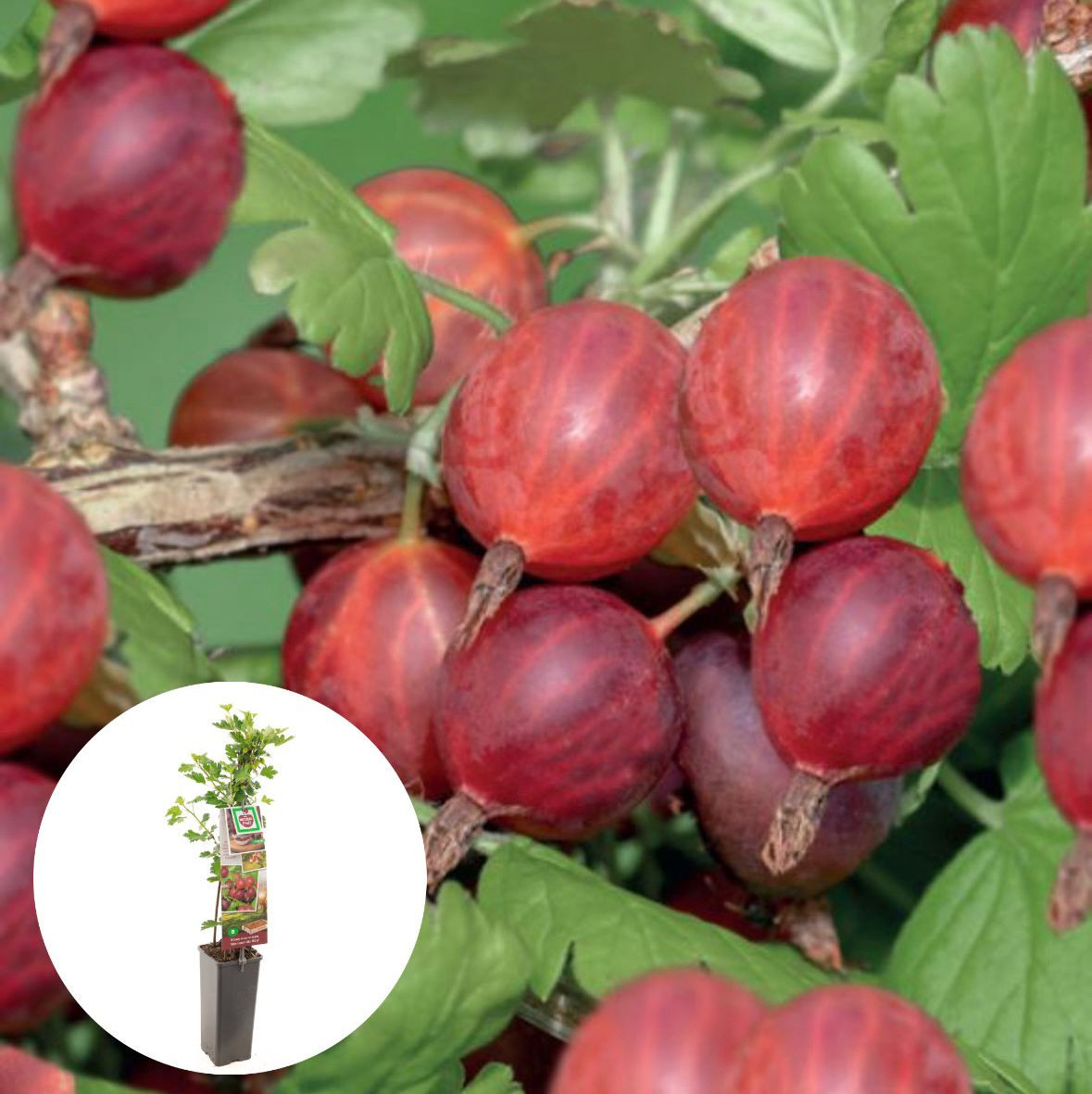 Kruisbes Hinnonmaki Rood, rode kruisbes
