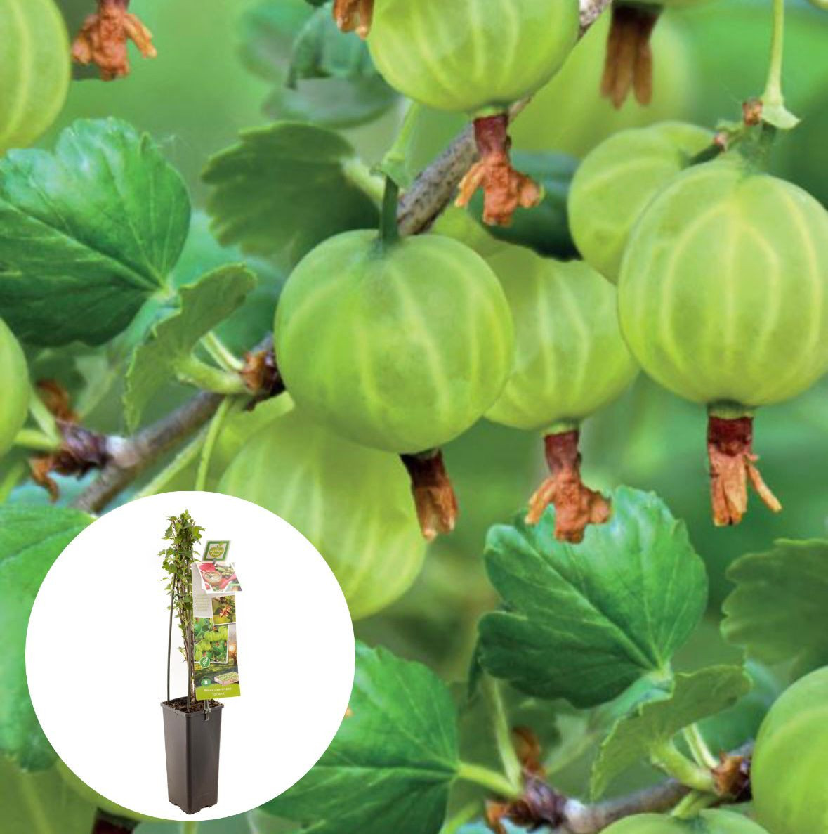 Doornloze kruisbes Tatjana