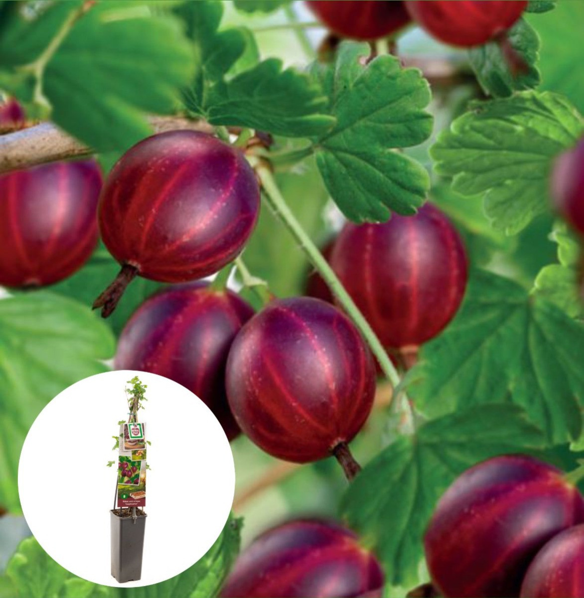 Doornloze kruisbes Captivator
