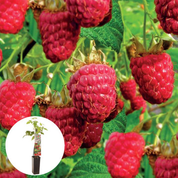 Grote rode herfstframboos Himbo Top
 Grote rode herfstframboos Himbo Top