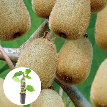 Kiwi Hayward Kiwi Hayward