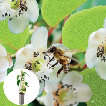 Kiwi Atlas
 Kiwi Atlas