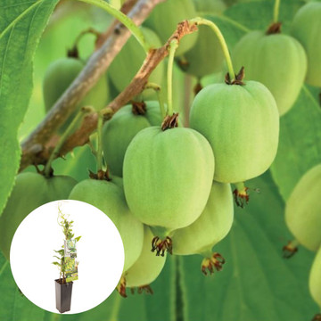 Zelfbestuivende mini kiwi "Issai"
 Zelfbestuivende mini kiwi "Issai"