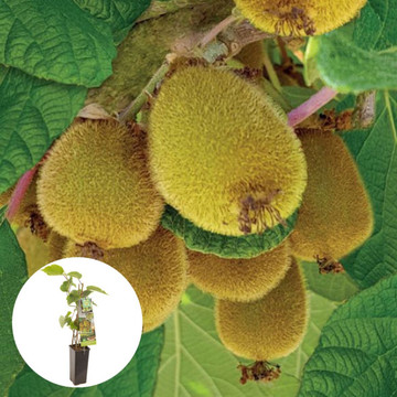 Zelfbestuivende kiwi Jenny
 Zelfbestuivende kiwi Jenny