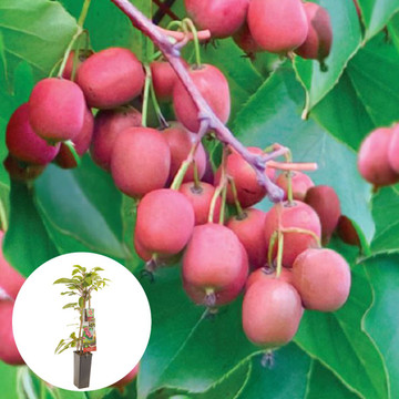 Rode kiwibes Ken s Red
 Rode kiwibes Ken s Red