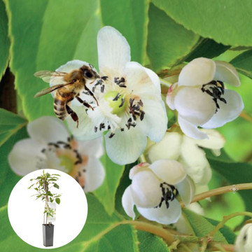 Kiwibes Weikii
 Kiwibes Weikii