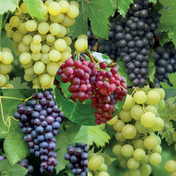 Aanbieding 5 soorten druiven
 Aanbieding 5 soorten druiven