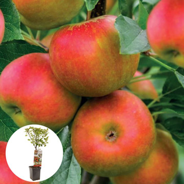 Najaarsappel Elstar Patiofruit Najaarsappel Elstar Patiofruit