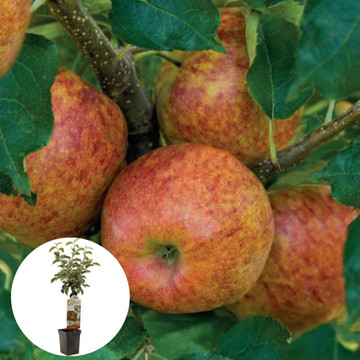 Jonagold Patiofruit appelboompje Jonagold Patiofruit appelboompje