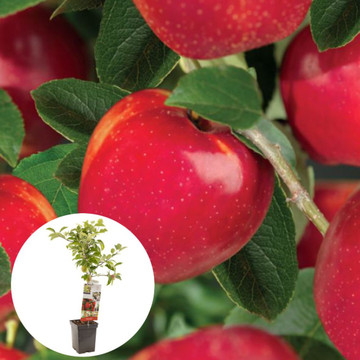 Rode handappel Summerred Patiofruit Rode handappel Summerred Patiofruit