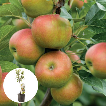 Handappel Cox orange Pippin Patiofruit Handappel Cox orange Pippin Patiofruit