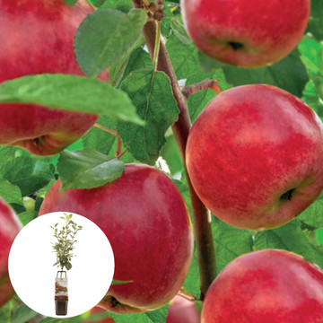 Handappel Santana Patiofruit Handappel Santana Patiofruit