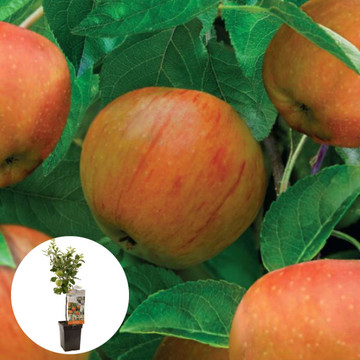 James Grieve Patiofruit James Grieve Patiofruit