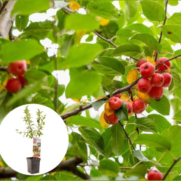 Rode sierappel Red Sentinel Patiofruit Rode sierappel Red Sentinel Patiofruit