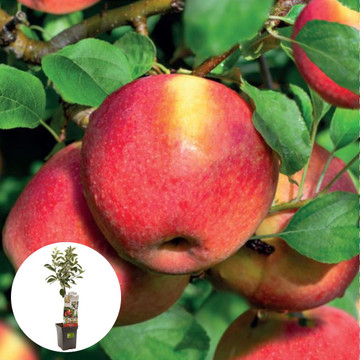 Handapfel Braeburn  Handapfel Braeburn