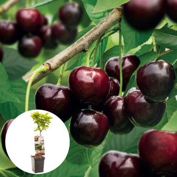 Donkerrode kers Kordia Patiofruit Donkerrode kers Kordia Patiofruit