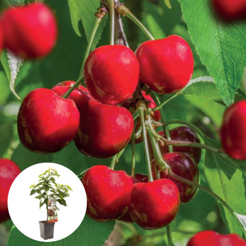 Kers Stella Patiofruit Kers Stella Patiofruit